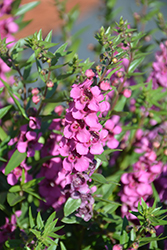 Statuesque Blue Angelonia (Angelonia angustifolia 'Statuesque Pink') at Lakeshore Garden Centres