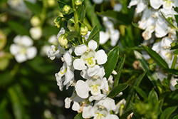 Statuesque White Angelonia (Angelonia angustifolia 'Statuesque White') at A Very Successful Garden Center