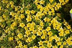 Catwalk Perfect Yellow Calibrachoa (Calibrachoa 'Catwalk Perfect Yellow') at A Very Successful Garden Center