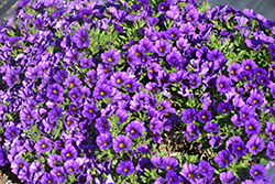 Catwalk Perfect Purple Calibrachoa (Calibrachoa 'Catwalk Perfect Purple') at A Very Successful Garden Center