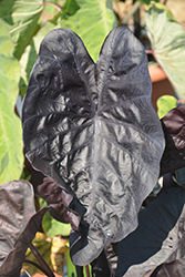 Black Ripple Elephant Ear (Colocasia esculenta 'Black Ripple') at A Very Successful Garden Center