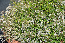 Bling White Princess Euphorbia (Euphorbia 'Bling White Princess') at Lakeshore Garden Centres
