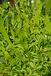 Ribbons and Curls Ribbon Bush (Homalocladium platycladum 'Ribbons and Curls') at Lakeshore Garden Centres