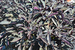 South of the Border Black Beans Sweet Potato Vine (Ipomoea batatas 'South of the Border Black Beans') at A Very Successful Garden Center