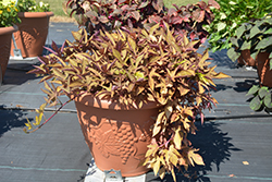 South of the Border Refried Beans Sweet Potato Vine (Ipomoea batatas 'South of the Border Refried Beans') at A Very Successful Garden Center
