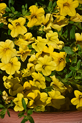 Kabloom Yellow Calibrachoa (Calibrachoa 'PAS1020308') at Lakeshore Garden Centres