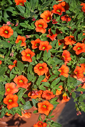 Kabloom Orange Calibrachoa (Calibrachoa 'Kabloom Orange') at A Very Successful Garden Center