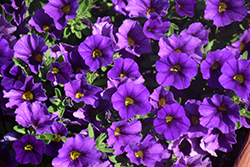 Lindura Purple Calibrachoa (Calibrachoa 'Lindura Purple') at A Very Successful Garden Center