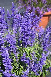 Mannequin Blue Mountain Salvia (Salvia farinacea 'Mannequin Blue Mountain') at Lakeshore Garden Centres