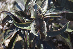 Stainless Steel False Eranthemum (Pseuderanthemum 'Stainless Steel') at A Very Successful Garden Center