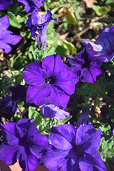 Panache Blue Denim Petunia (Petunia 'Panache Blue Denim') at A Very Successful Garden Center
