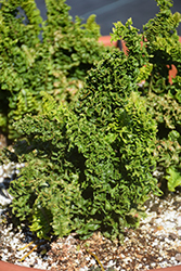 Emina Curly Boston Fern (Nephrolepis exaltata 'Emina') at Stonegate Gardens