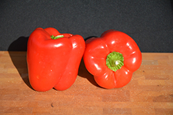 Big Red Sweet Pepper (Capsicum annuum 'Big Red') at A Very Successful Garden Center