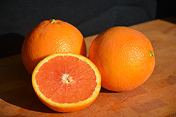 Cara Cara Navel Orange (Citrus sinensis 'Cara Cara') at Lakeshore Garden Centres