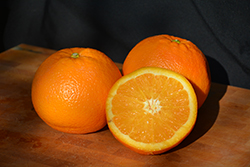 Navel Orange (Citrus sinensis 'Navel') at A Very Successful Garden Center