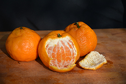 Satsuma Mandarin Orange (Citrus reticulata 'Satsuma') at Lakeshore Garden Centres