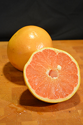 Ruby Red Grapefruit (Citrus x paradisi 'Ruby Red') at Canadale Nurseries