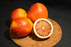 Sanguinelli Blood Orange (Citrus sinensis 'Sanguinelli') at Stonegate Gardens