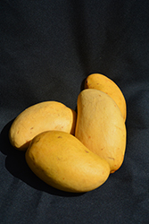 Ataulfo Mango (Mangifera indica 'Mango Ataulfo') at Lakeshore Garden Centres