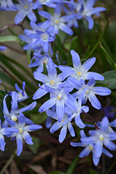 Glory of the Snow (Chionodoxa luciliae) at A Very Successful Garden Center