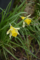 Ara Daffodil (Narcissus cyclamineus 'Ara') at A Very Successful Garden Center