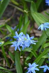 Lesser Glory of the Snow (Chionodoxa sardensis) at A Very Successful Garden Center