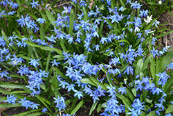 Lesser Glory of the Snow (Chionodoxa sardensis) at Lakeshore Garden Centres