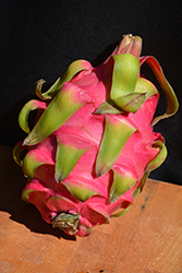 American Beauty Dragon Fruit (Hylocereus 'American Beauty') at Stonegate Gardens