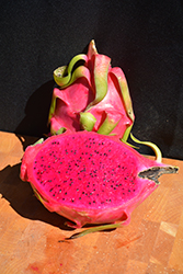 American Beauty Dragon Fruit (Hylocereus 'American Beauty') at Stonegate Gardens