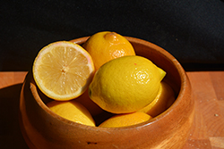 Meyer Dwarf Lemon (Citrus x meyeri 'Meyer Dwarf') at Lakeshore Garden Centres
