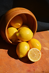 Meyer Lemon (Citrus x meyeri) at A Very Successful Garden Center