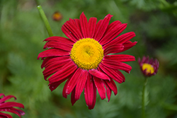 Robinson's Red Painted Daisy (Tanacetum coccineum 'Robinson's Red') at Lakeshore Garden Centres