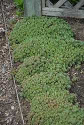 Lime Zinger Stonecrop (Sedum 'Lime Zinger') at The Mustard Seed