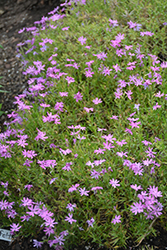 Confetti Pink Moss Phlox (Phlox subulata 'Confetti Pink') at Stonegate Gardens