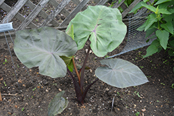 Distant Memory Elephant Ear (Colocasia 'Distant Memory') at A Very Successful Garden Center