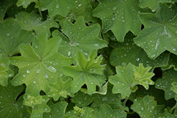 Lady's Mantle (Alchemilla mollis) at The Mustard Seed