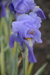 Silver-variegated Sweet Iris (Iris pallida 'Argentea Variegata') at Lakeshore Garden Centres