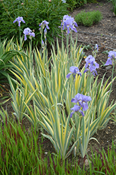 Silver-variegated Sweet Iris (Iris pallida 'Argentea Variegata') at A Very Successful Garden Center