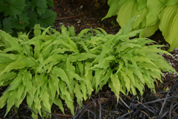 Curly Fries Hosta (Hosta 'Curly Fries') at The Mustard Seed