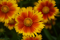 UpTick Gold and Bronze Tickseed (Coreopsis 'Baluptgonz') at Lakeshore Garden Centres