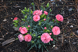 Fruit Punch Classic Coral Pinks (Dianthus 'Classic Coral') at Lakeshore Garden Centres