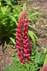 Mini Gallery Red Lupine (Lupinus 'Mini Gallery Red') at Lakeshore Garden Centres