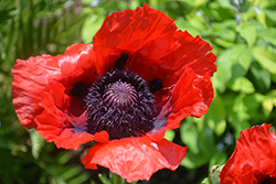 Beauty of Livermere Poppy (Papaver orientale 'Beauty of Livermere') at A Very Successful Garden Center
