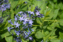 Blue Ice Star Flower (Amsonia tabernaemontana 'Blue Ice') at Stonegate Gardens