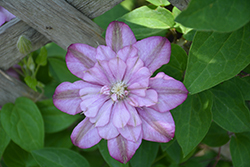 Innocent Glance Clematis (Clematis 'Innocent Glance') at A Very Successful Garden Center