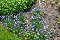Lucerne Blue-Eyed Grass (Sisyrinchium angustifolium 'Lucerne') at Lakeshore Garden Centres