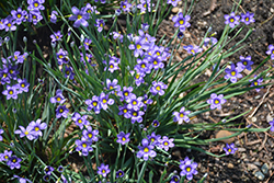 Lucerne Blue-Eyed Grass (Sisyrinchium angustifolium 'Lucerne') at A Very Successful Garden Center