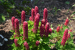 Mini Gallery Red Lupine (Lupinus 'Mini Gallery Red') at Lakeshore Garden Centres