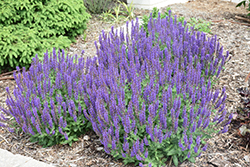 Royal Rembrandt Speedwell (Veronica 'Royal Rembrandt') at A Very Successful Garden Center