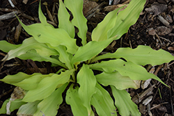 Wiggles and Squiggles Hosta (Hosta 'Wiggles and Squiggles') at A Very Successful Garden Center